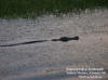 Kakadu NP - Yellow waters - Saltwater Crocodile